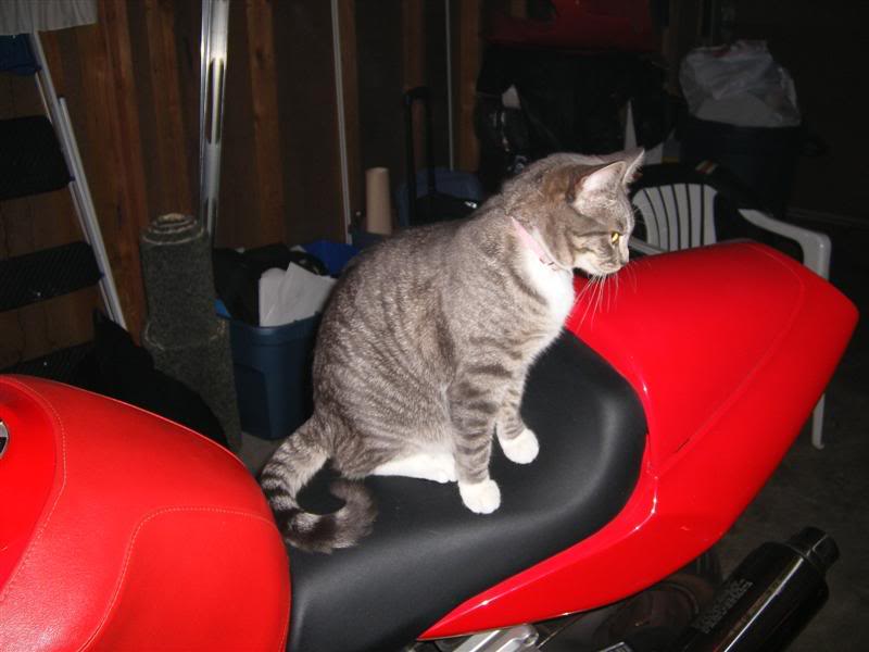 Name:  DSCF1912Medium.jpg
Views: 19
Size:  45.1 KB