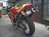 Sharkskin racing rear-tail-6.jpg