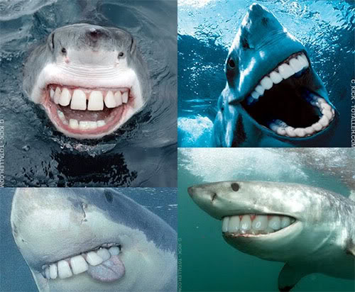 Name:  SharkWithHumanTeeth.jpg
Views: 56
Size:  54.5 KB
