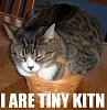 Pictures I have Collected-tinykitn.jpg