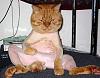 Pictures I have Collected-funny-looking-shaved-cat.jpg
