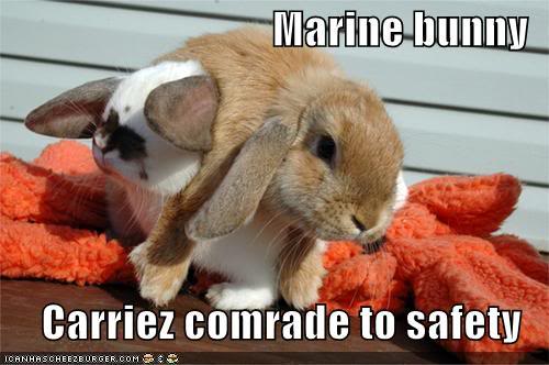 Name:  funny-pictures-marine-bunny.jpg
Views: 13
Size:  33.6 KB
