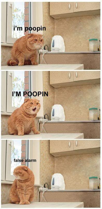 Name:  Poopin.jpg
Views: 22
Size:  53.1 KB