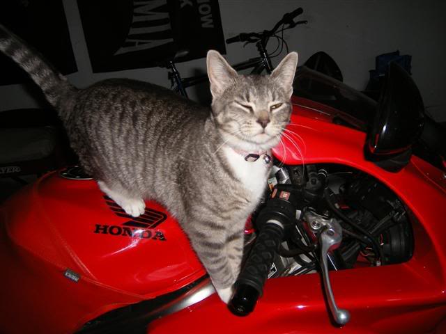 Name:  DSCF1176Small.jpg
Views: 19
Size:  36.6 KB
