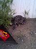 very unwelcome guest-damn-snakes.jpg