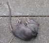 Forum issue, crashrats avatar is offensive and must be replaced. STAT!-rat%5B1%5D.jpg