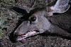 I bagged a deer!  (gorey photos warning)-img_0212.jpg