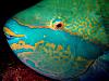 Veradero spotted yesterday.-parrotfish.jpg