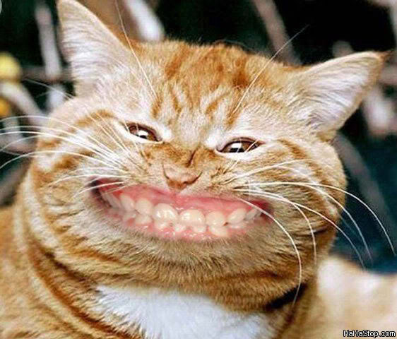 Name:  Cat_Smiling.jpg
Views: 49
Size:  59.7 KB