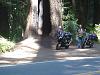 My Northern California Trip on the Hawk-motorcycle-california-018.jpg