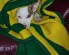 Throttle Hand Going to sleep-pic00075.jpg
