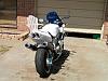 white hawk?-white-hawk-002.jpg