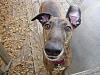 DIE "PIT BULL" HATERS-n501409504_358_841.jpg