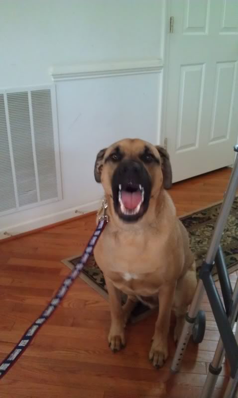 Name:  BubbaGMenGuardDog1-12.jpg
Views: 189
Size:  33.7 KB
