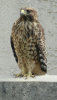 redbird's Avatar
